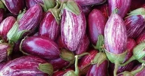 تصویر 1 از بادمجان خط دار محصولی ویژه و خاص